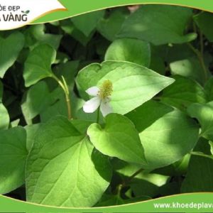 May Balo Quảng Cáo - QC058